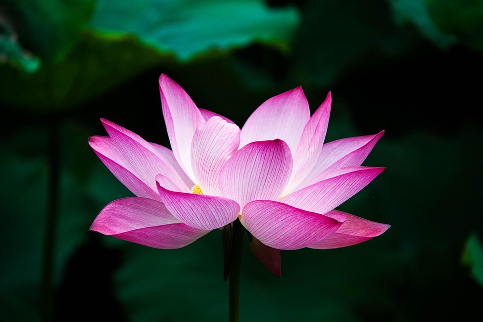 lotus-978659_960_720-pixabay Fleur de lotus rose